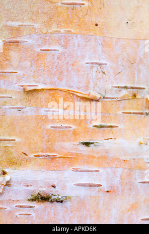 Silver birch bark Stockfoto