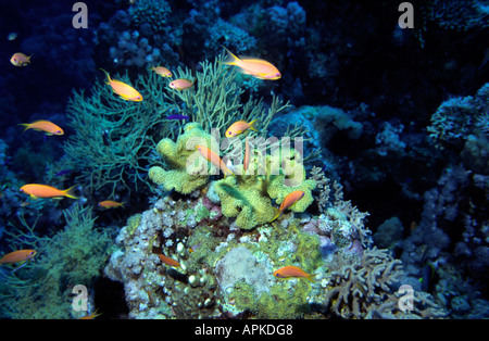 Ägypten Rotes Meer gemeinsame Goldfisch Anthias Squampinnis im Korallengarten Stockfoto