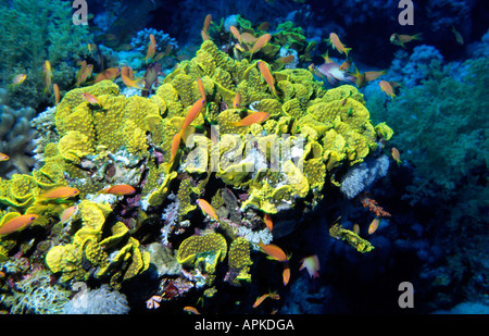 Ägypten Rotes Meer gemeinsame Goldfisch Anthias Squampinnis in riesigen gelben Blume Korallen Turbinaria Sp Stockfoto