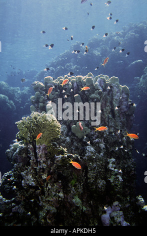 Ägypten Rotes Meer gemeinsame Goldfisch Anthias Squampinnis Bicolor Chromis dimidiata Stockfoto