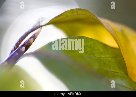 Rotbuche (Fagus Sylvatica), Zweig mit Blättern und Knospe, Deutschland, Sachsen Stockfoto