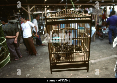 Indonesien Java Yogjakarta eingesperrt Vögel Pasar Ngasem Markt Stockfoto