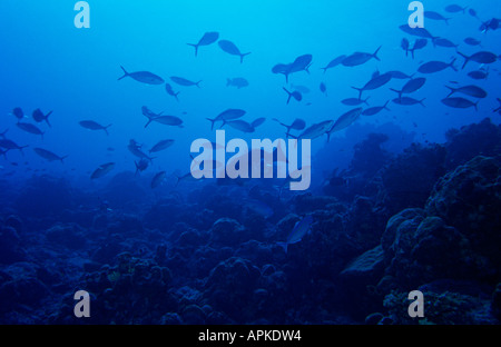 Malediven Unterwasser Schule des kleinen Thunfisch an Riffkante Stockfoto