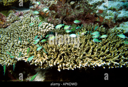 Malediven Unterwasser blau grüne Chromis Chromis Viridis auf Tischkoralle Stockfoto