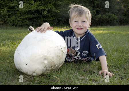 Giant Puffball (Langermannia Gigantea), junge mit Giant Puffball Stockfoto