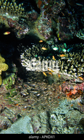 Malediven Unterwasser Anthias und Glassfish an Riffkante Stockfoto
