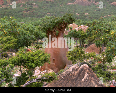 Desert rose (Adenium Obesum SSP. Socotranum), Singel Baum in seinem natürlichen Lebensraum, Jemen, Sokotra Stockfoto