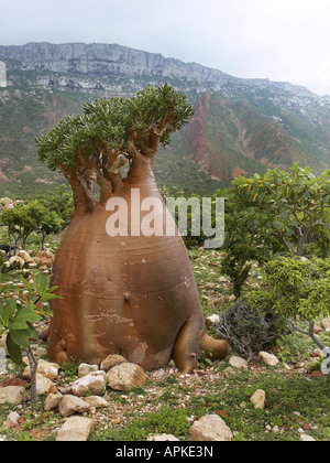 Desert rose (Adenium Obesum SSP. Socotranum), Singel Baum in seinem natürlichen Lebensraum, Jemen, Sokotra Stockfoto