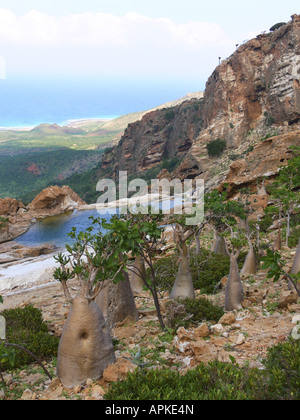 Desert rose (Adenium Obesum SSP. Socotranum), zahlreiche Pflanzen in ihrem natürlichen Lebensraum, Jemen, Sokotra Stockfoto