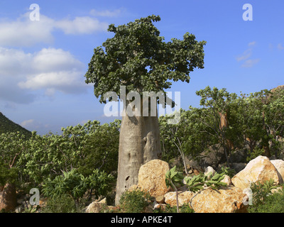 Gurken-Baum (Dendrosicyos Socotranus), einzelne Pflanze zwischen Felsen, Jemen, Sokotra Stockfoto