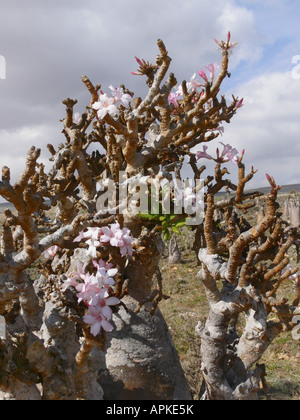 Desert Rose (Adenium Obesum SSP. Socotranum), blühenden Baum, Jemen, Sokotra Stockfoto