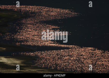 Flamingos und Verbündeten, Rosaflamingo (Phoenicopteriformes), am Lake Nakuru, Blick vom Baboon Cliff Sicht, Kenia, See Nak Stockfoto