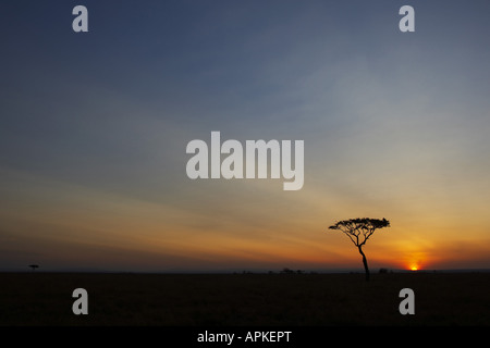 Regenschirm Thorn Akazie, Regenschirm-Akazie (Acacia Tortilis), Sonnenaufgang, Kenia, Masai Mara National Reserve Stockfoto