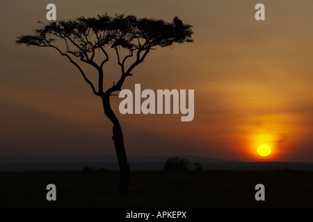 Regenschirm Thorn Akazie, Regenschirm-Akazie (Acacia Tortilis), Sonnenaufgang, Kenia, Masai Mara National Reserve Stockfoto