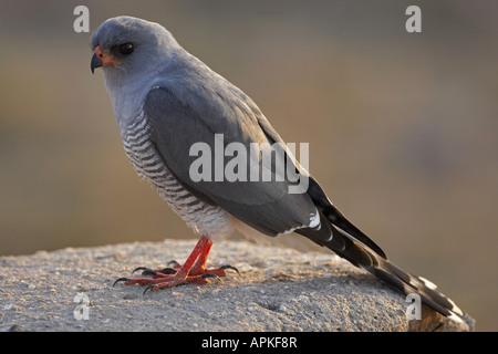 Somalische singen-Habicht, Eastern blass Chanten Habicht (Melierax Poliopterus), auf Stein, Kenia-Amboseli-Nationalpark Stockfoto