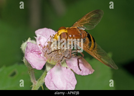 Volucella Zonaria, Hoverfly. Syrphidae, Diptera. Kent, UK, August, weiblich. Stockfoto