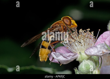 Volucella Zonaria, Hoverfly. Syrphidae, Diptera. Kent, UK, August, Weiblich, Fütterung. Stockfoto