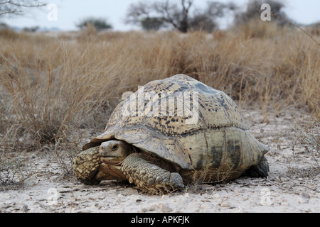 Pantherschildkröte (Geochelone Pardalis), große Individuum in seiner biotop Stockfoto