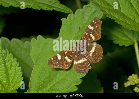 Karte-Schmetterling (Sommerform). Araschnia Levana. Vorderflügelunterseite, weiblich. W. Ungarn, Ende August Stockfoto