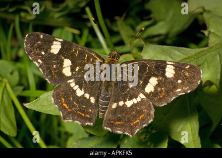 Butterfly (Sommerform) Araschnia Levana zuordnen. Weiblich, Vorderflügelunterseite. Slowenien, Anfang September Stockfoto