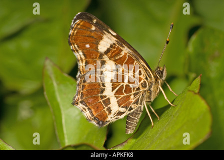 Karte Schmetterling (Sommer) Araschnia levana. Underwing. Slowenien, Anfang September Stockfoto