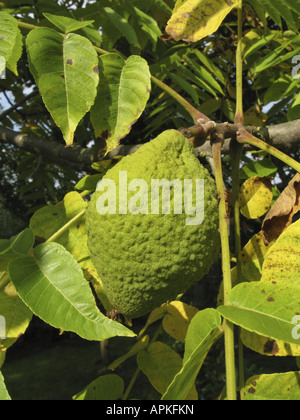 Schwarze Walnuss (Juglans Nigra), Früchte an einem Zweig im Herbst Stockfoto