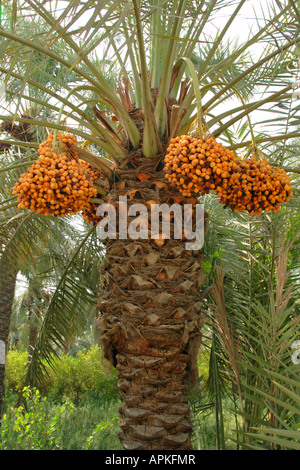 Dattelpalme (Phoenix Dactylifera), mit Früchten, Katar Stockfoto