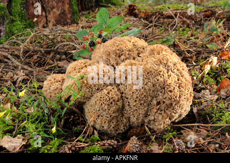 Holz, Blumenkohl, Blumenkohl Pilz (Sparassis Crispa), großer Mensch im Wald Boden, Deutschland, Bayern Stockfoto