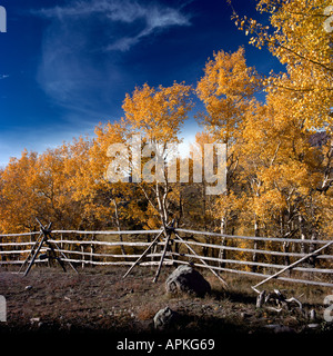 Russell Fence und Zittern Aspen (Populus Tremuloides) Bäume im Herbst im Cariboo Chilcotin Region British Columbia Kanada Stockfoto