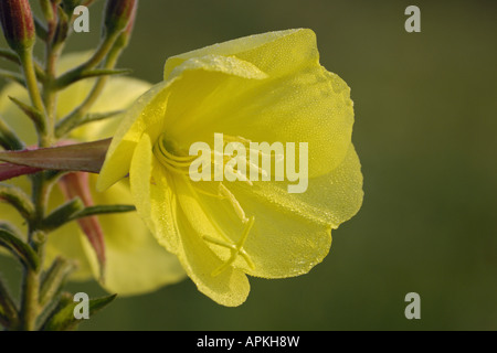 Large-Flowered Abend, rot-Sepaled Nachtkerzenöl, Large-Leaved Abend Zweiminuten (Oenothera Glazioviana, Oenothera erythros Stockfoto