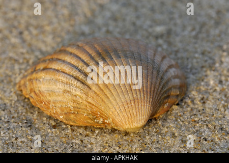 gemeinsamen Herzmuschel, gemeinsame europäische Herzmuschel, essbare Herzmuschel (Cerastoderma Edule, Cardium Edule), im Morgenlicht am Strand, Nether Stockfoto