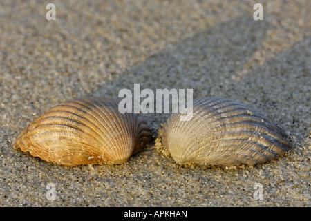 gemeinsamen Herzmuschel, gemeinsame europäische Herzmuschel, essbare Herzmuschel (Cerastoderma Edule, Cardium Edule), im Morgenlicht am Strand, Nether Stockfoto