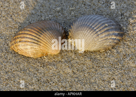 gemeinsamen Herzmuschel, gemeinsame europäische Herzmuschel, essbare Herzmuschel (Cerastoderma Edule, Cardium Edule), im Morgenlicht am Strand, Nether Stockfoto