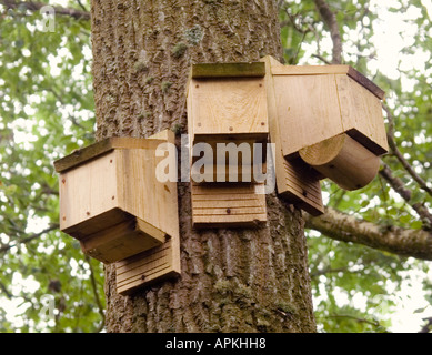 Fledermauskästen Baum in einer englischen Holz UK befestigt Stockfoto