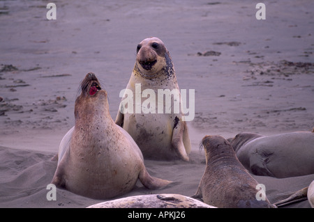 Nördlichen See-Elefanten (Mirounga Angustirostris), Piedras Blancas See-Elefanten Kolonie in der Nähe von San Simeon, Kalifornien, USA Stockfoto
