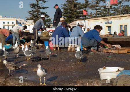 Ausnehmen der Fische am Hafen. Stockfoto