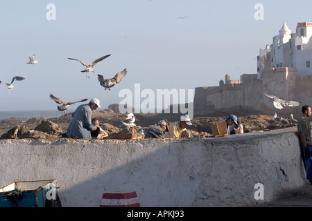 Möwen schweben über Männer Fische hinter dem Deich Essaouira vorbereiten Stockfoto