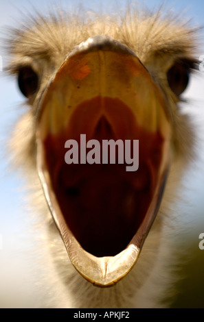 Strauß mit weit geöffneten Mund Afrika Stockfoto