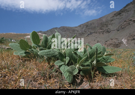 Salbeiblätter (Phlomis Samia), in der Halbwüste, Usbekistan, Buchara, Kyzyl Kum Stockfoto