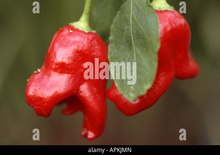 Peruanische Paprika, Pfeffer Aji Aji Habanero, Chili, Lemon Drop, heiße Zitrone (Capsicum Baccatum), Früchte Stockfoto