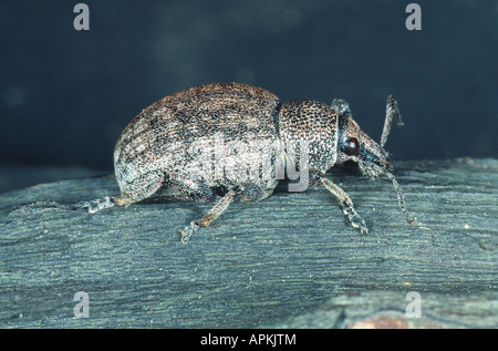 Luzerne Schnauze Käfer (Otiorhynchus Ligustici), zu Fuß Stockfoto