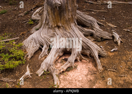 Wurzel der Bristlecone Kiefer in Dixie National Forest Utah UT Stockfoto