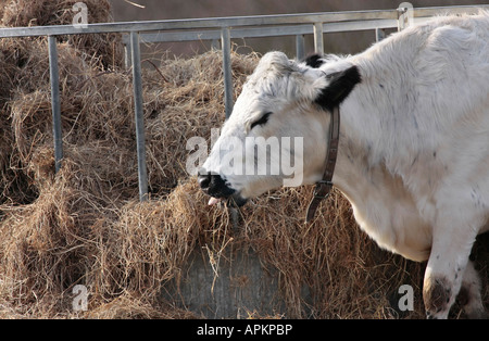 Britischer Weißer Färber, der im Winter in West Sussex, England, einen Lederkragen trägt, der Heu von einem großen runden Metallzubringer auf dem Feld isst. Stockfoto