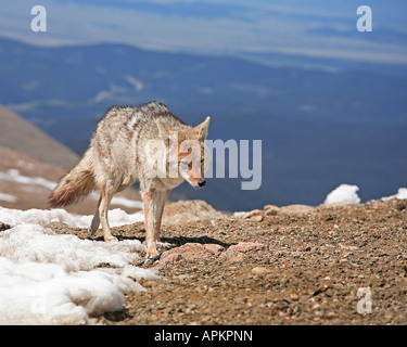 Kojoten (Canis Latrans), im Berg Landschaft, USA, Wyoming Stockfoto