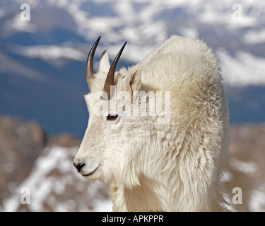 Bergziege (Oreamnos Americanus), Porträt, USA, Colorado, Rocky Mountains Stockfoto