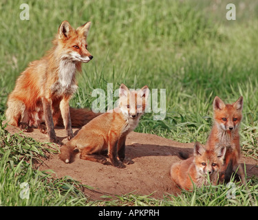 Rotfuchs (Vulpes Vulpes), mit Welpen an der Höhle, USA, Colorado Stockfoto