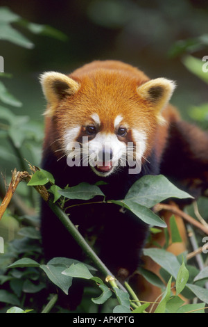 kleinere Panda, roter Panda (Ailurus Fulgens), auf Baum Stockfoto
