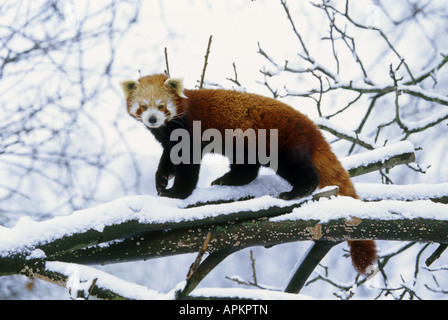 kleinere Panda, roter Panda (Ailurus Fulgens), Baum im winter Stockfoto