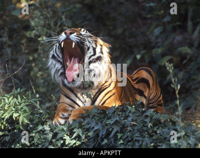 Sumatra-Tiger (Panthera Tigris Sumatrae), Gähnen Stockfoto