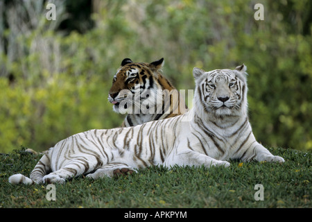 Bengal-Tiger (Panthera Tigris Tigris), zwei Personen in verschiedenen Farben Stockfoto